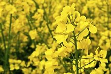 750 Graines de Colza - plante légume engrais vert - semences paysannes