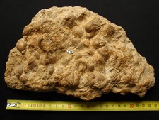 Brachiopodes du Callovien : Burmirhynchia latiscensis Laurin, 1972