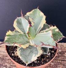 Agave Titanota "Black Blue