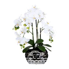 Orchidée Phalaenopsis Plantes