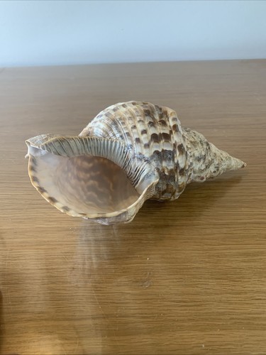 Rare coquillage charonia - rare,