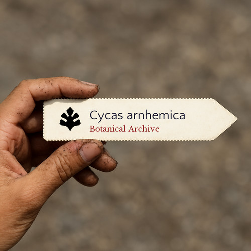 Cycas arnhemica seeds - arnhemica,