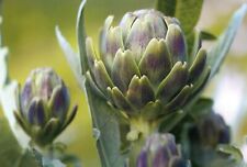 25 Graines d'Artichaut - potager -semences paysannes reproductibles