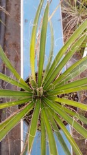 Yucca filifera / Yucca