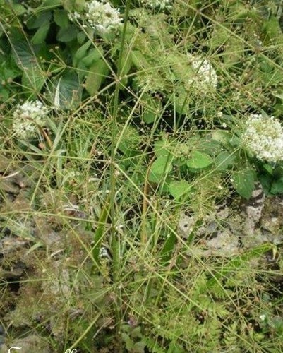 Plantain géant eau - ♫,