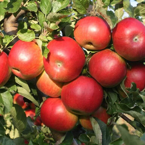 Pommier idared malus - -,