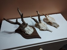 3 TROPHEE CHEVREUIL BROCARD