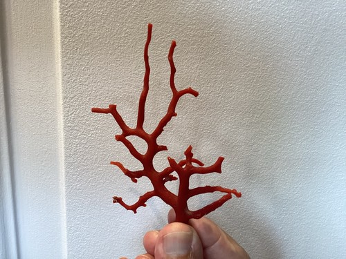Jolie branche corail - corail, de