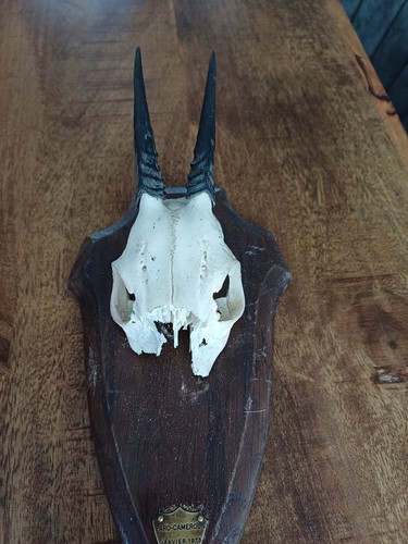 Trophee cornes antilopes - trophee,