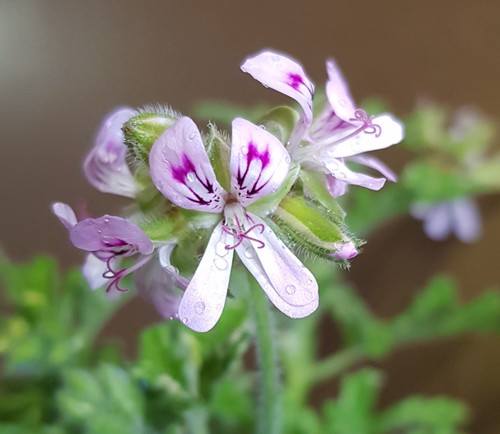 Pelargonium roller sigma - pelargonium, sigma'