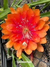 Rare epiphyllum - -,
