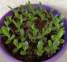 Kalanchoë de Houghtonii lot de 10 jeunes plants racinés 2cm/4cm prêt à planter?