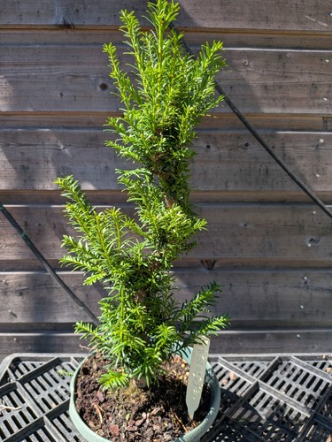Bonsaï taxus baccata - bonsaï,