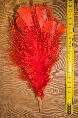 Plumet coq naturel - , 22cm