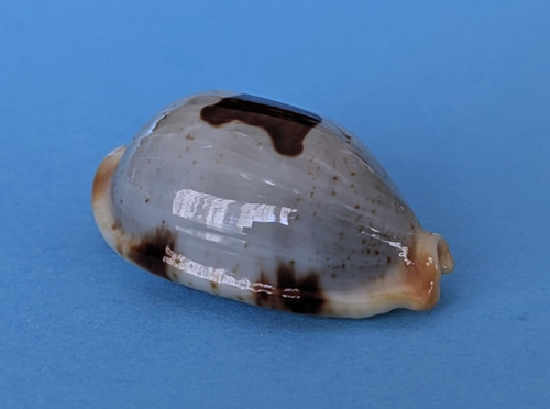 Cypraea diauges salaryensis