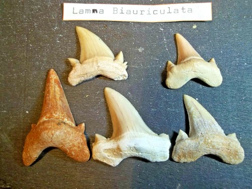 Fossile dents requin - de,