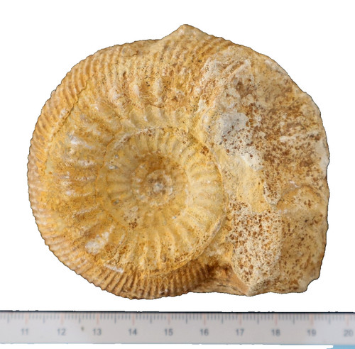 Ammonite fossile bajocien - ammonite,