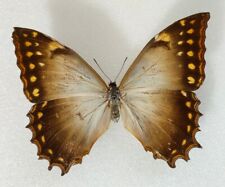 Morpho theseus ssp. aquarius