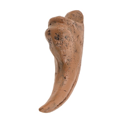 Griffe dinosaure - griffe, de