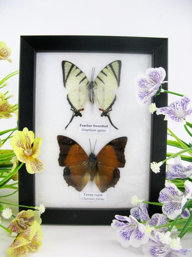 Vrais beaux papillons - beaux,