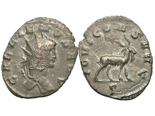 Galien antoninien chèvre - galien,, antoninien,