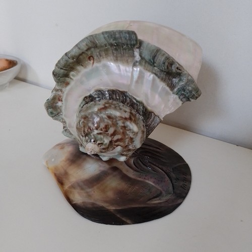 Tahiti turbo marmoratus - turbo,