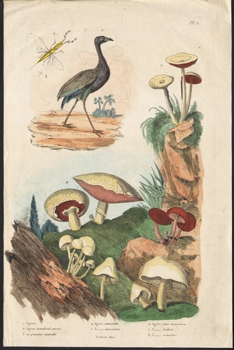 1833 gravure aquarellée - gravure,