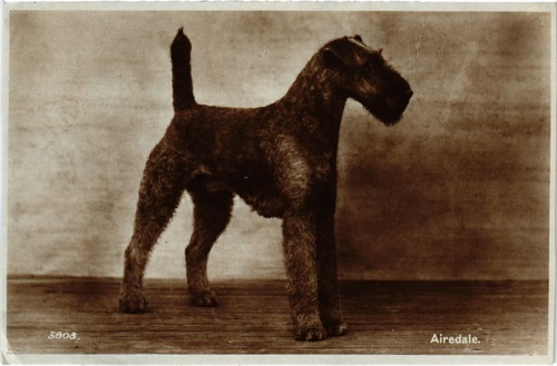 Cpa airedale dogs - ak,