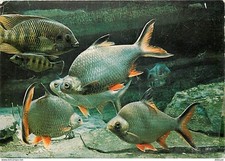 Animaux - Poissons - Aquarium Tropical du Musée National des Arts Africains et O