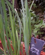 ♫ POIREAU Perpétuel -