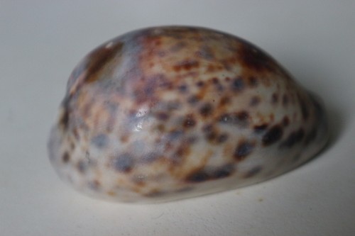 Collection coquillage cypraea - coquillage,