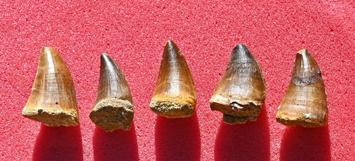 Five big mosasaur teeth from - teeth,,