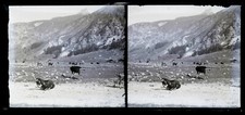 SUISSE Prairie Animaux c1920 Photo NEGATIVE Plaque de verre Vintage VR16L1n5