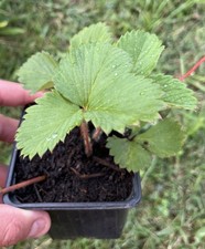 Gariguette 1 Plant de Fraisier De Ma Production Méthode bio En Racines Nues