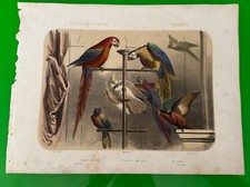 Gravure Couleur Ancienne Volière Jardin Des Plantes( Perruche , Ara )