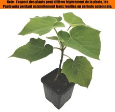 ? Paulownia Z07 - Plants Hybride (Issue de Bouture) Kiribaum Royal Empress Tree