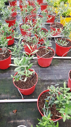 Olea europaea aglandau - olea,