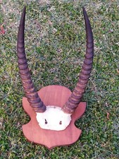 Ancien et Grand Massacre