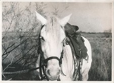 Ph. Bastardie CAMARGUE c. 1940