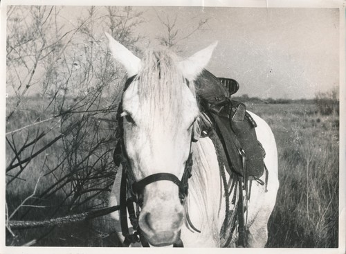 Bastardie camargue 1940 - ph., c.