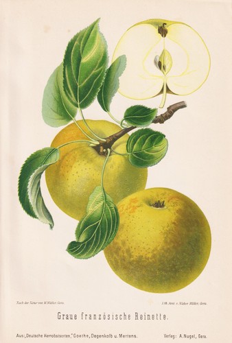 Pomologie lithographie 1890 - lithographie,