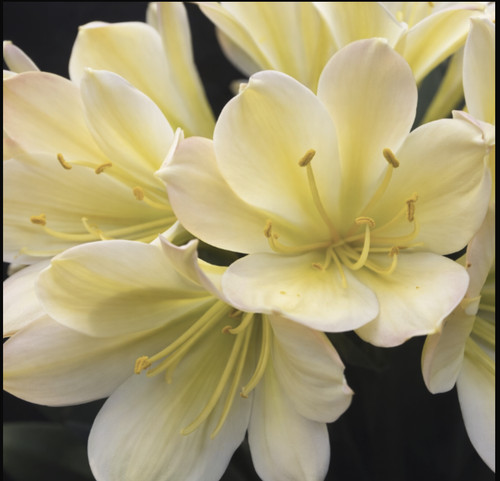 Clivia compact broad - , leaf