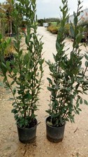 N°12 PLANTES DE LAURIER POT