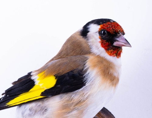 Taxidermy gold finch wall - gold,