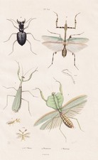 Mantes Mantodea Phasmes