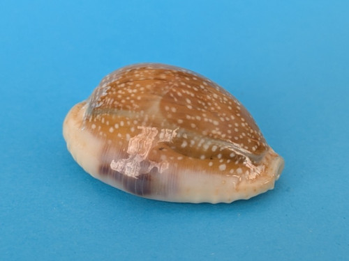 Cypraea erosa mm - cypraea,