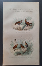 Gravure oiseau 19° rehaussé
