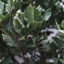 LAURIER SAUCE Noble Laurus