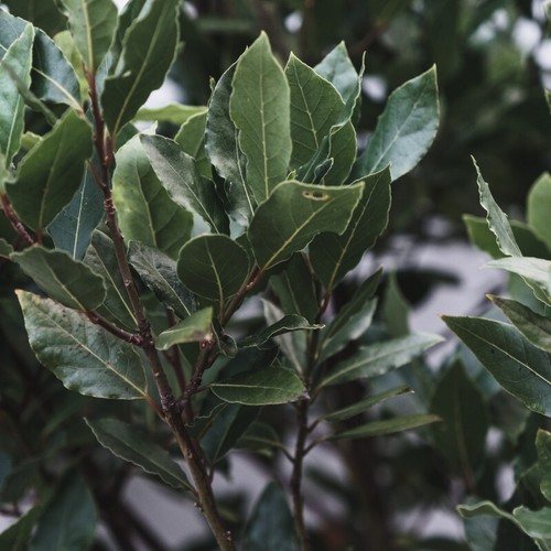 Laurier sauce noble laurus - laurier,