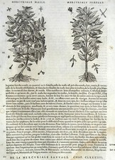 Héliotrope Mercuriale